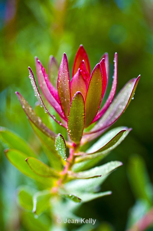Flower - 20080822_23 - Green