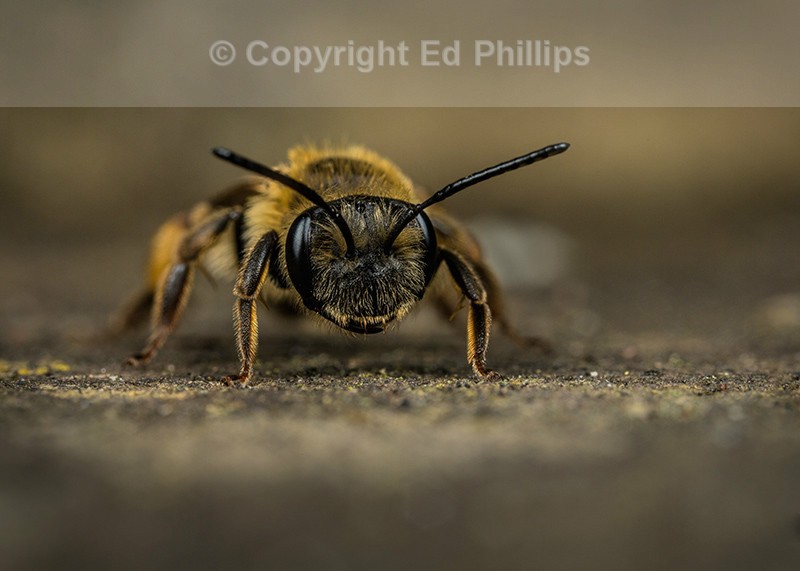 Andrena bucephala (f)