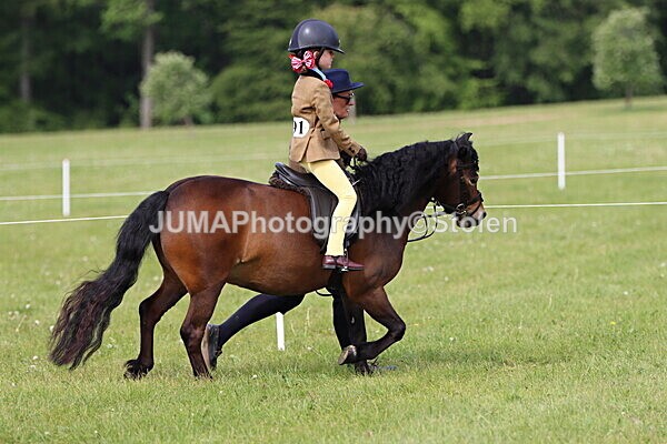IMG_2278 - Working Hunter