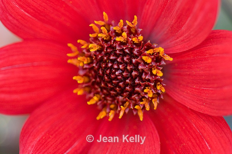 Flower (Red Dahlia) - 6684 - Red