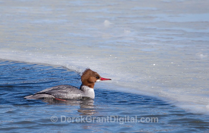 Common Merganser (female) - Birds of Atlantic Canada