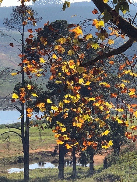 Autumn On Blueberry Heights Farm, South Africa - LANDSCAPES & TREES