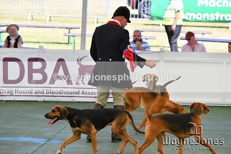 WJ5_1105 - Berks & Bucks at the Great Yorkshire Show 2025