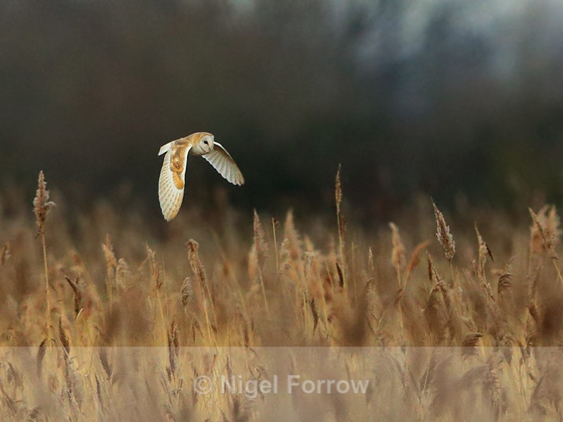 Barn Owl hunting over the reeds at Otmoor - Barn Owl