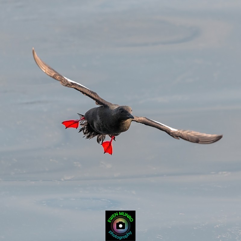 BBW-10-Black Guillemot landing! - Water-based Birds