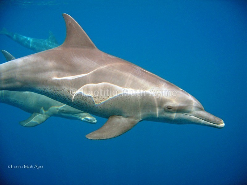 IMG_5948 Mayotte - Marine wildlife