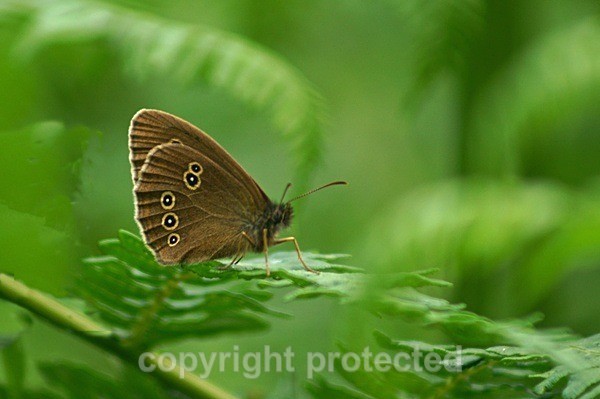 Ringlet Butterfly - Sherwood Forest - Nottinghamshire - Invertebrates