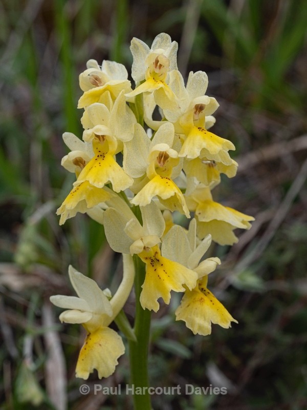 Few-flowered Orchid (Orchis pauciflora) - Wild Orchids 2021