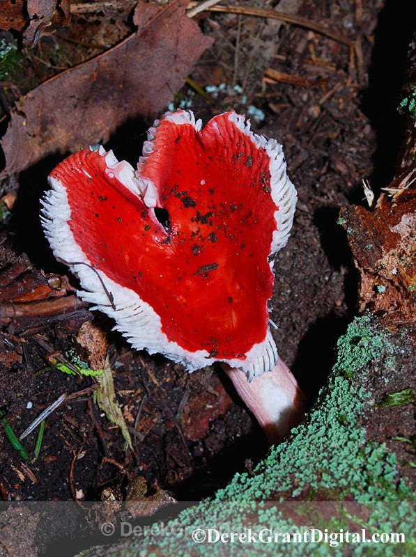 Happy Valentine's Day - Russula emetica group