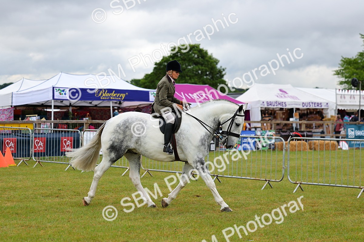 SBM_02479 - Class 9-11 Side Saddle including LIHS Rising Star Ladies Show Horse
