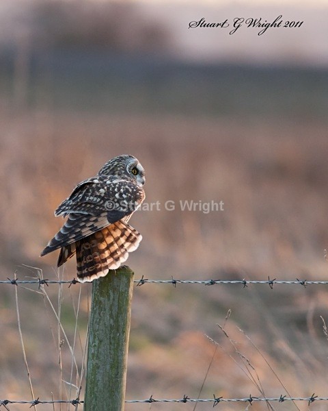 29 - Wild Birds of Prey Inc. Owls