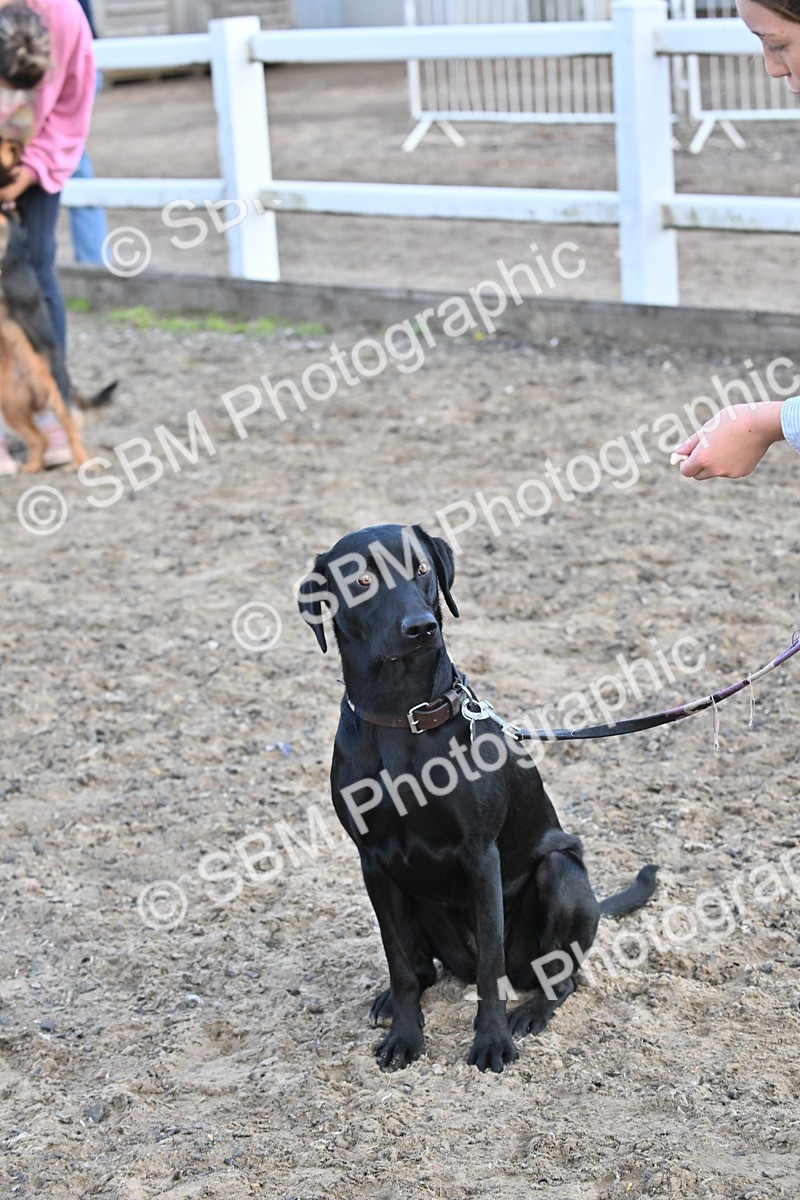 SBM_09532 - Lorry Dogs