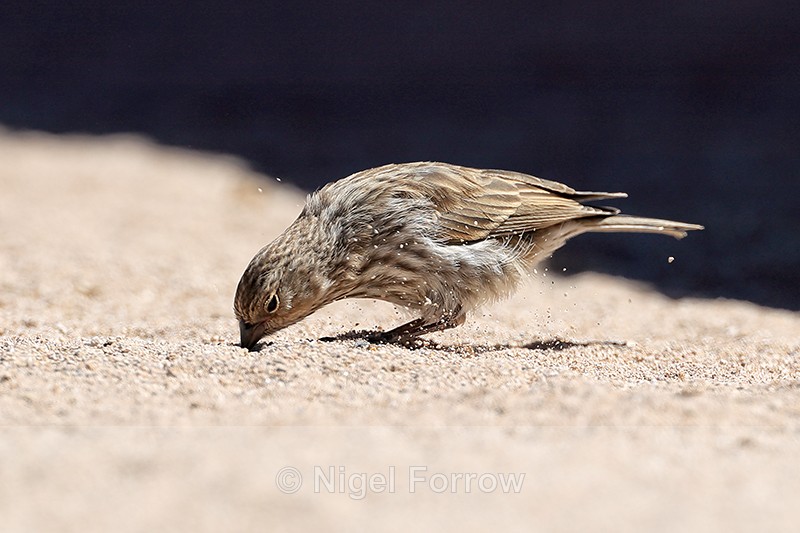 Plumbeous Sierra-Finch (female) foraging, El Tatio Geyser Field, Chile - Plumbeous Sierra-Finch