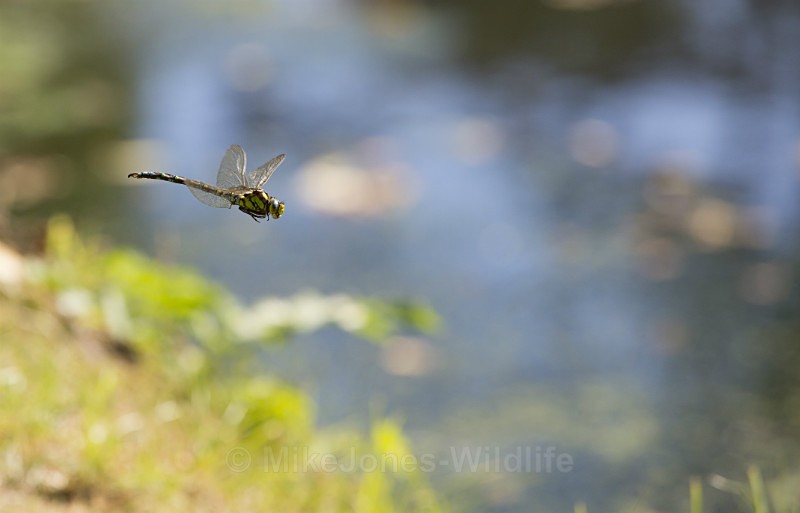 Southern Hawker Dragonfly, Cheshire - DRAGONFLY & DAMSELFLY GALLERY
