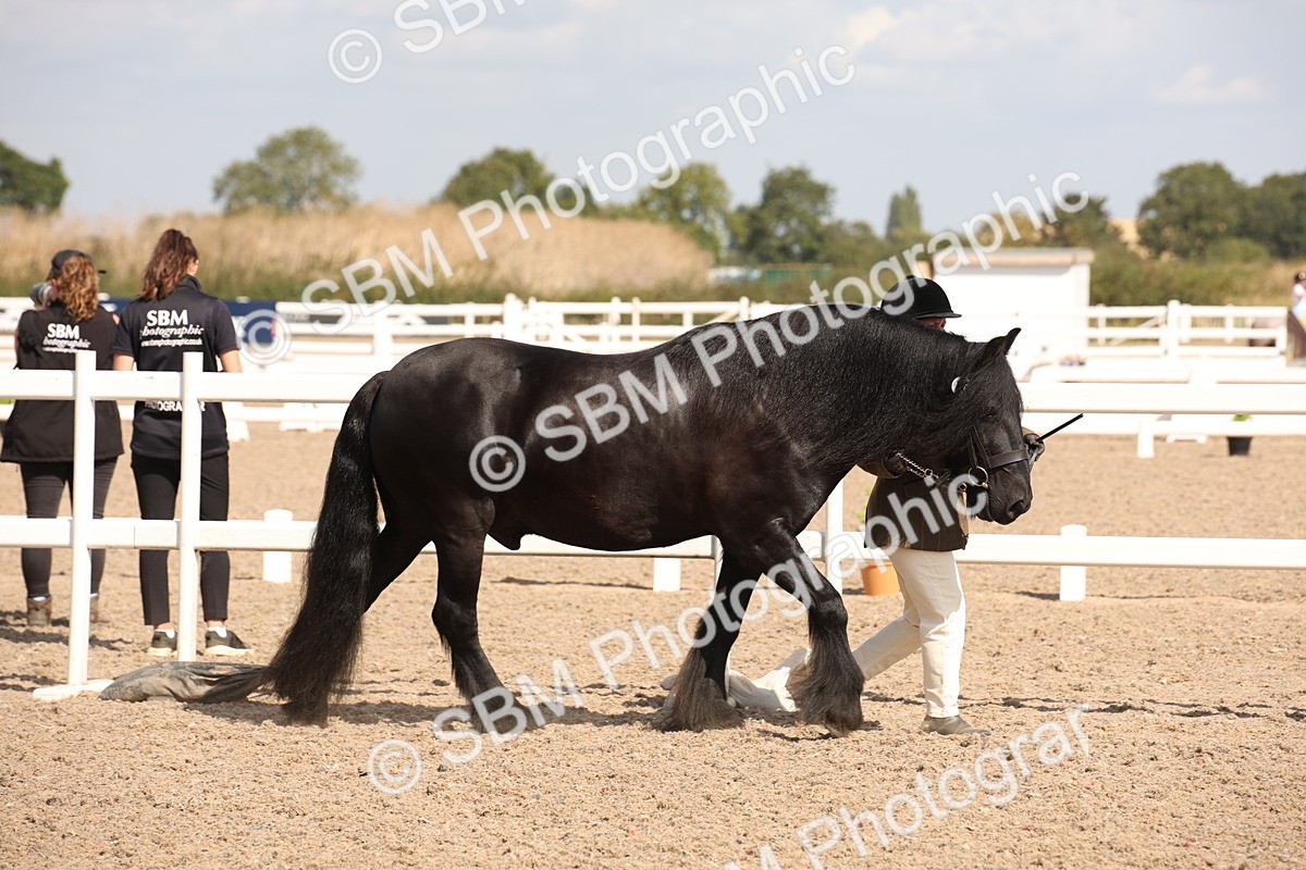 SBM_03380 - Class 18 Handsomest Gelding (IH or Ridden)
