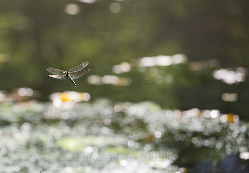 Southern Hawker Dragonfly, Cheshire - DRAGONFLY & DAMSELFLY GALLERY