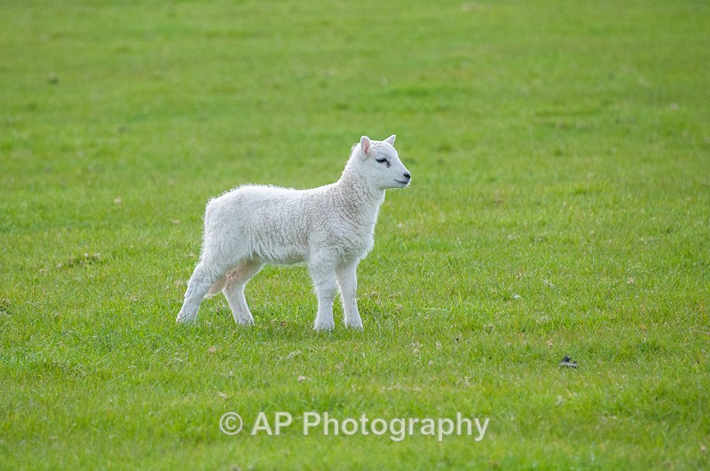 ACP_3504-1 - Sheep