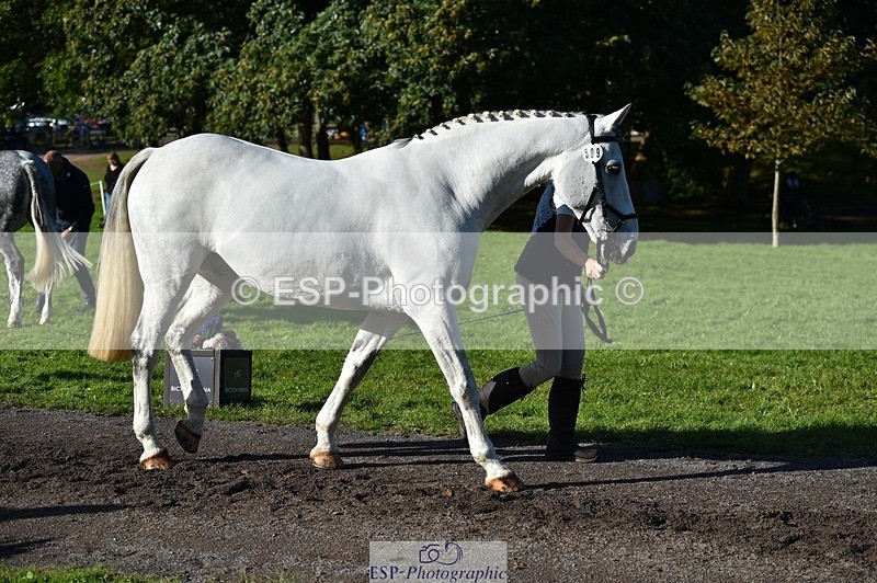 231022-110214-23675 - 509-WOODLANDS.SILVER.CLOUD-Karen.Cowling-TrotUp+SJ
