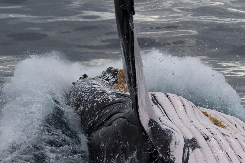 0A3A6973. 40 tonne splash 1 - 2023 Whale Photos