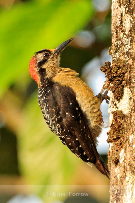 Black-cheeked Woodpecker (female), Arenal, Costa Rica - Black-cheeked Woodpecker