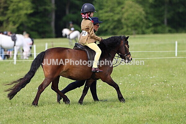 IMG_2277 - Working Hunter