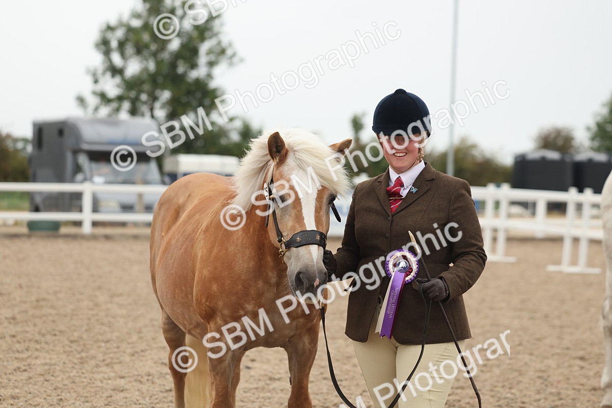 SBM_19454 - Class 317 - IH Pure Bred Horse-Pony