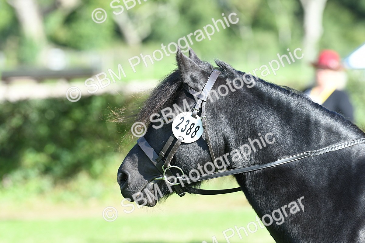 SBM_50376 - S21 - Novice & Newcomers 1st Ridden Pony