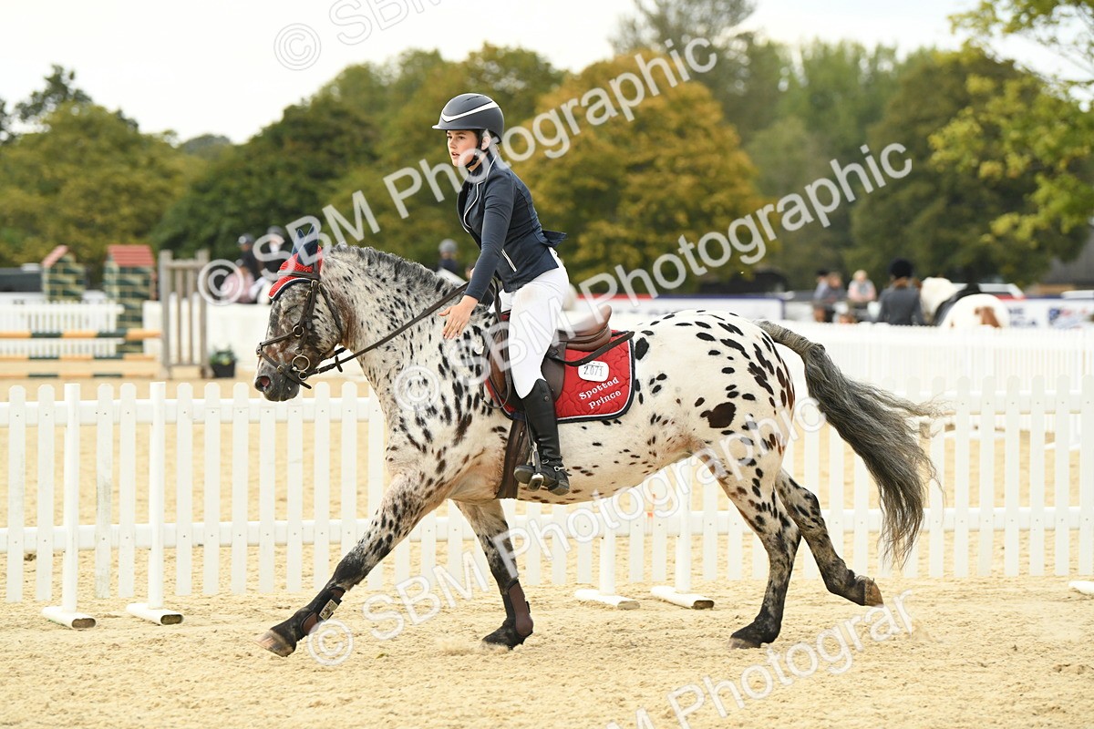 SBM_73401 - J16 - Junior Pony 75cm Championship