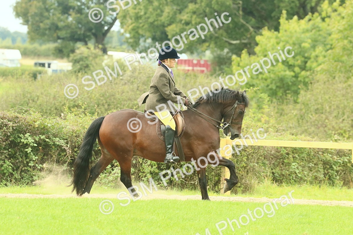 SBM_71878 - S60 - Mountain & Moorland Ridden Large Breeds
