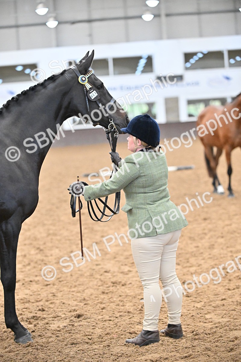 SBM_000141 - Class 6 - BSHA In Hand Racehorse to Show Horse