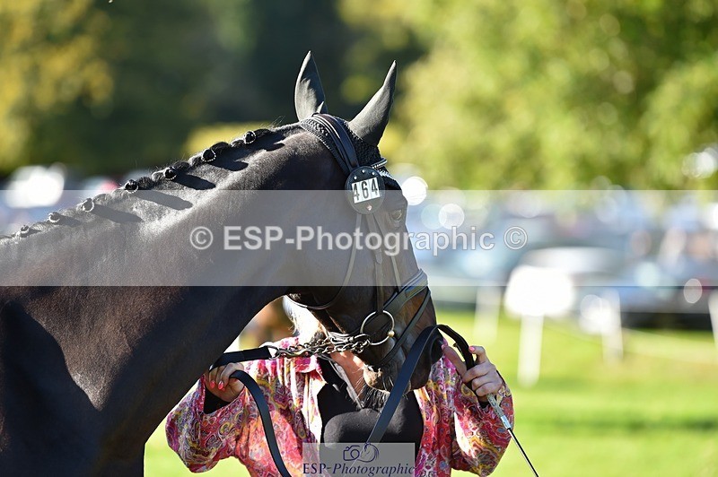 231022-104624-22728 - 464-IMPERIAL.TANGLE-Deborah.Burrell-TrotUp+SJ