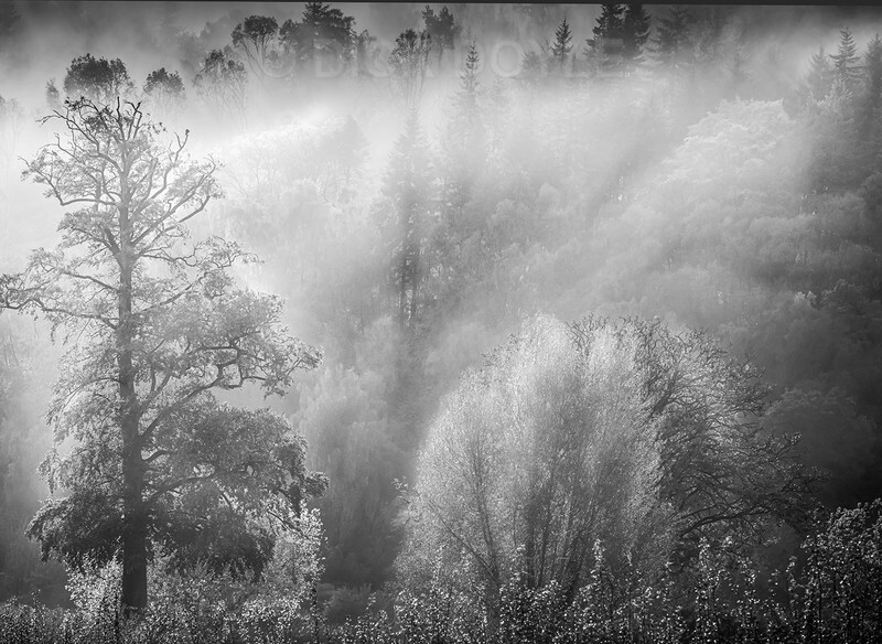 Backlit drifting woodland mist - MONOCHROME LANDSCAPES