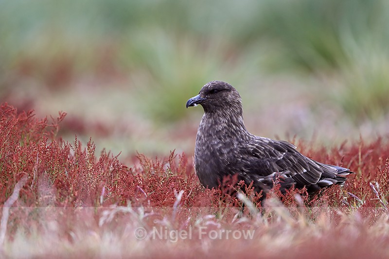 Brown Skua in sheep's sorrel, Sea Lion Island, Falklands - Falkland (Brown) Skua