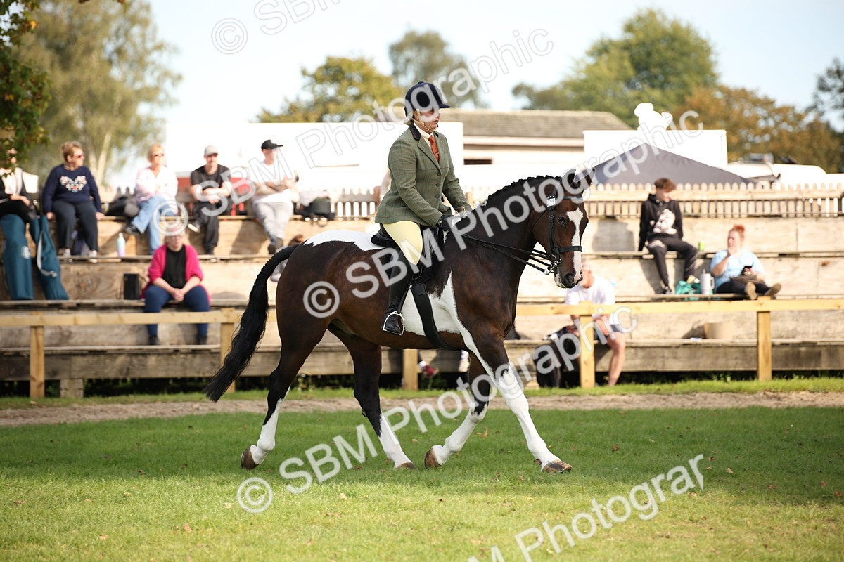 SBM_50172 - S26 - Young Veteran - Ridden