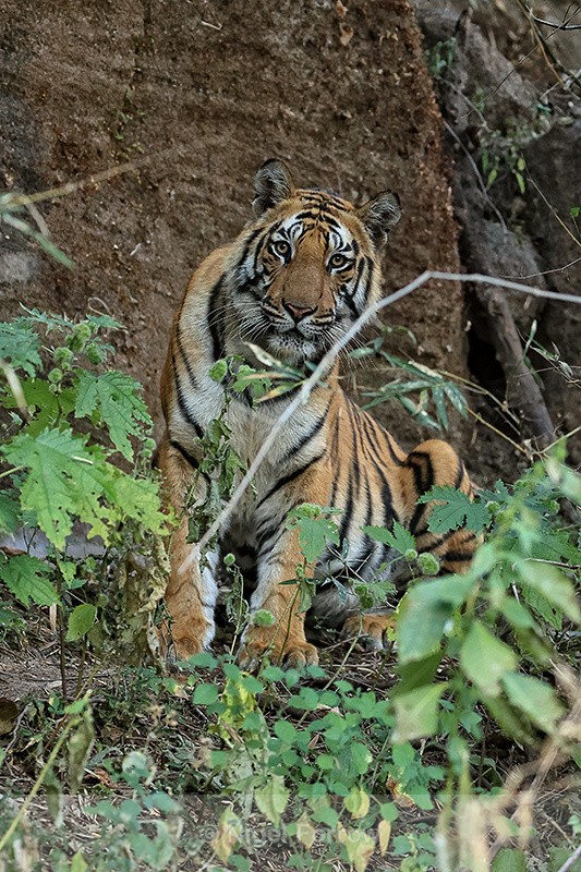 Bengal Tiger at dusk, Bandhavgarh Reserve, India - Tiger
