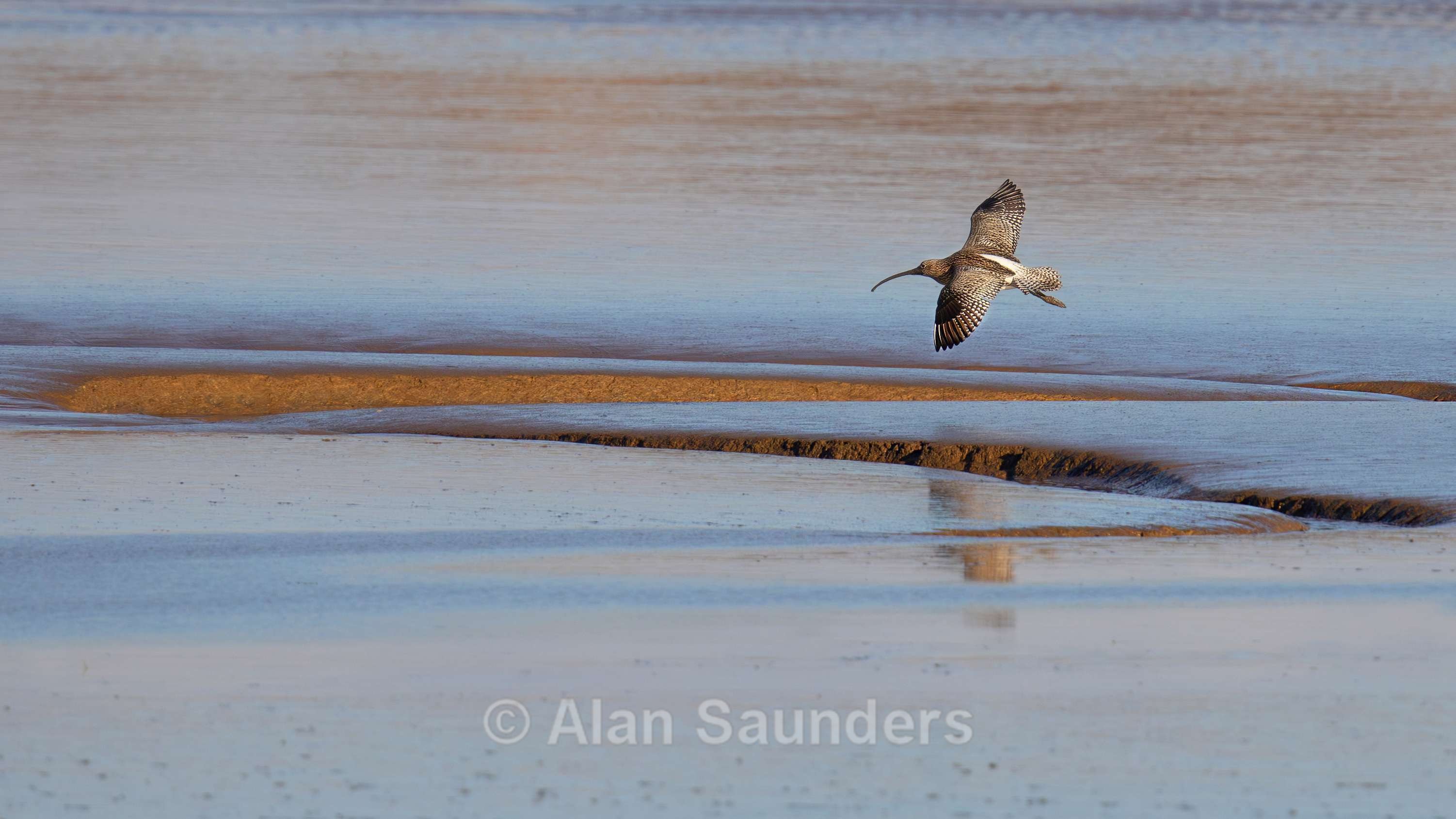 Eurasian Curlew 21