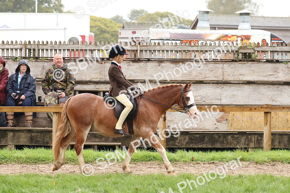 SBM_72980 - S63 Show Pony & Show Hunter Pony Ridden
