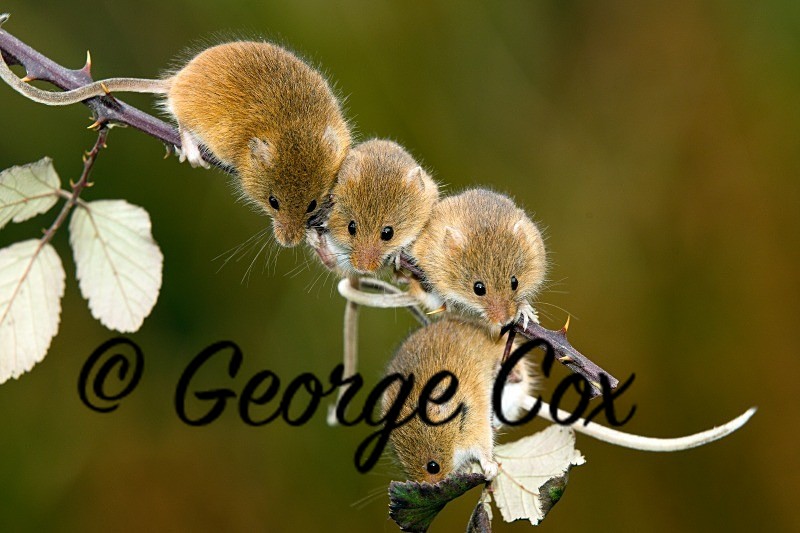 Harvest Mouse