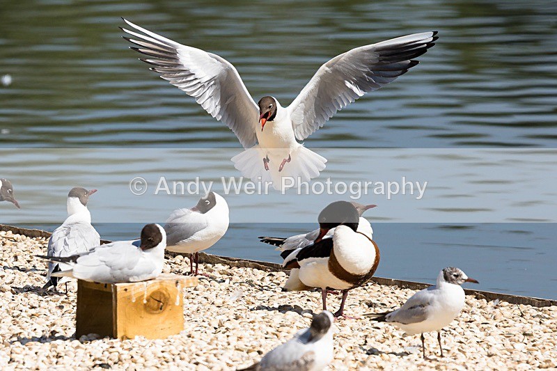 20170510-8E0A0984 - Gulls