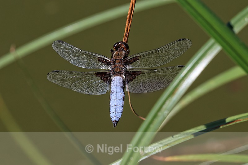 Male Broad-bodied Chaser basking, Dorset, UK - INSECTS