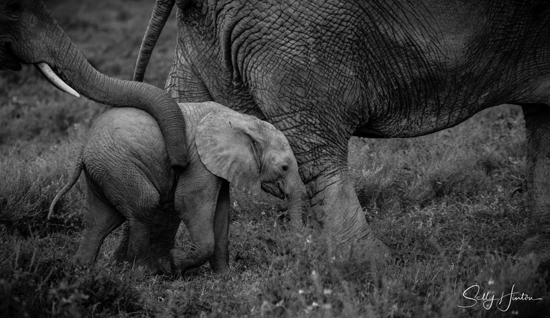 Tiny Elephant Calf 2