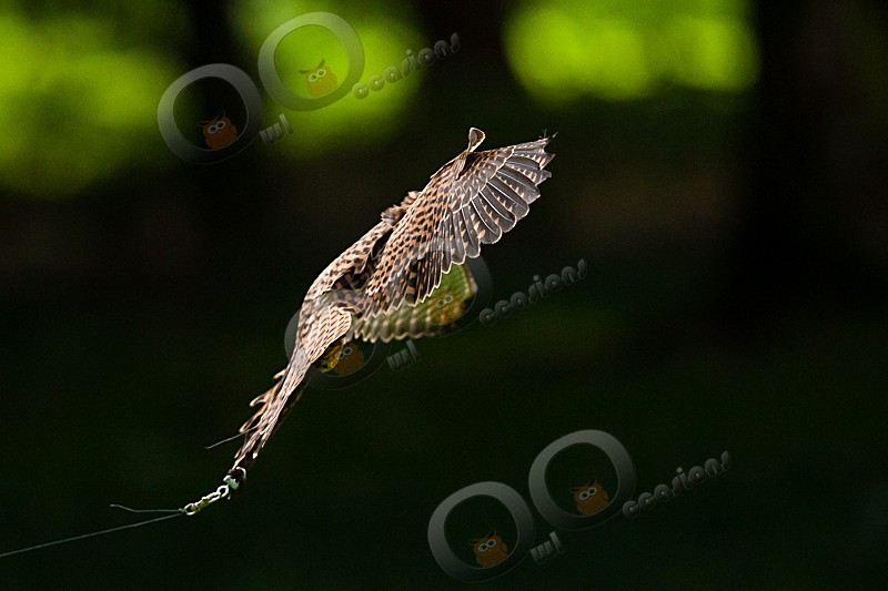Tin Tin the Kestrel - Our Birds