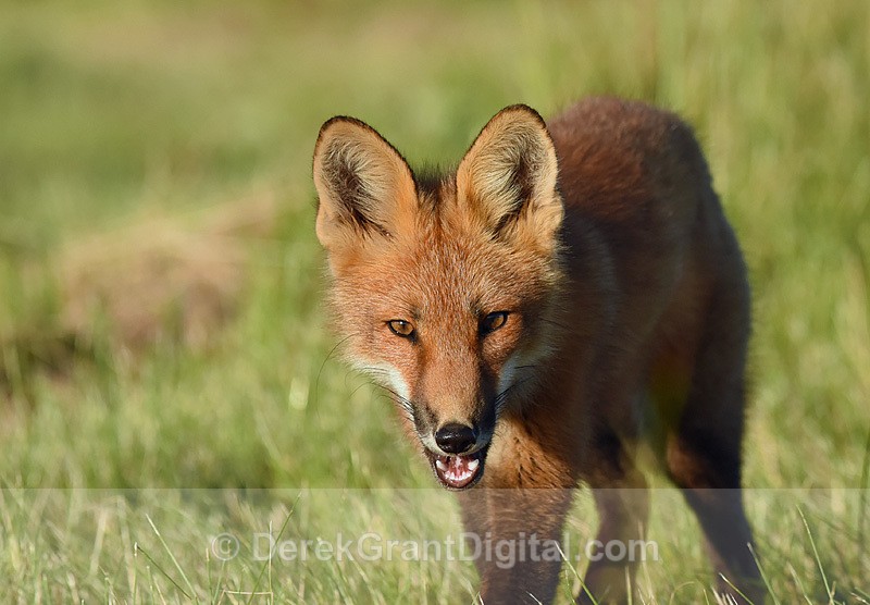 Red Fox Kit Vulpes Vulpes - Mammals, Reptiles & Amphibians