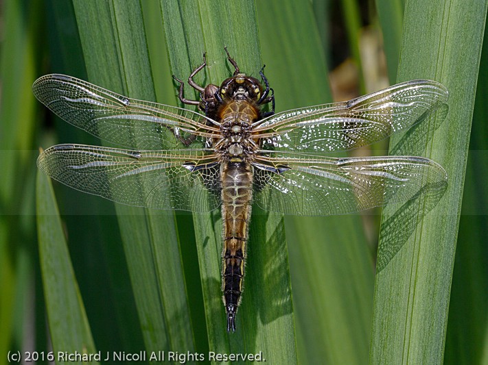 Four-spotted Chaser (Libellula quadrimaculata) with exuvia - Four-spotted Chaser (Libellula quadrimaculata)