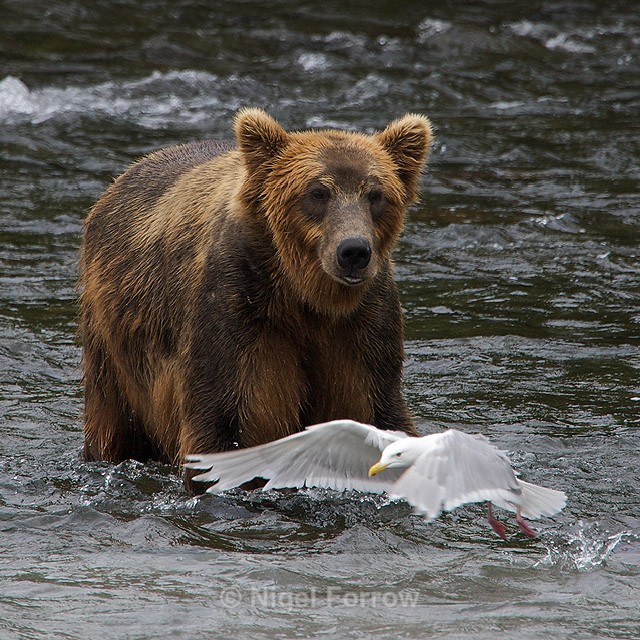 Grizzly Bear chases off a Glaucous-winged Gull - Brown Bear