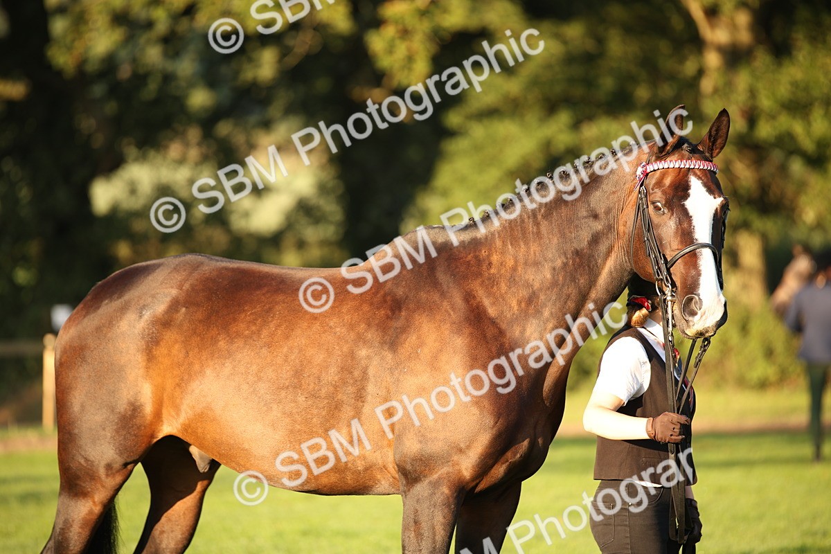 SBM_56858 - S49 - Riding Horse & Hack & Thoroughbred In Hand