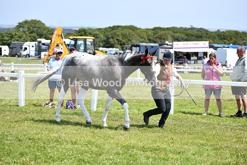 DSC_7904 - Coloured Horse In Hand Championship