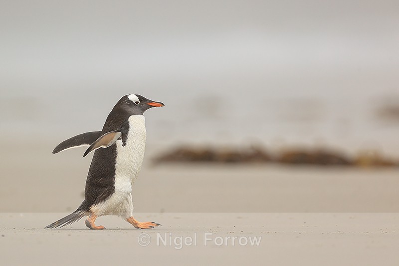 Gentoo Penguin on beach, misty day, Saunders Island, Falklands - Gentoo Penguin