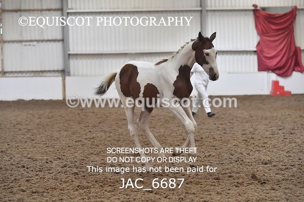 JAC_6687 - 15 Ziggy of Westoak