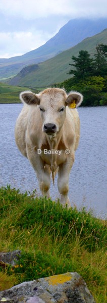 cow-lakeside - Wildlife and Nature